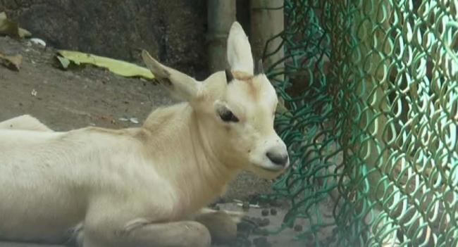 දුර්ලභ ගණයේ ඇරබියන් ඔරික්ස් උපතක්